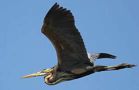 Purple Heron