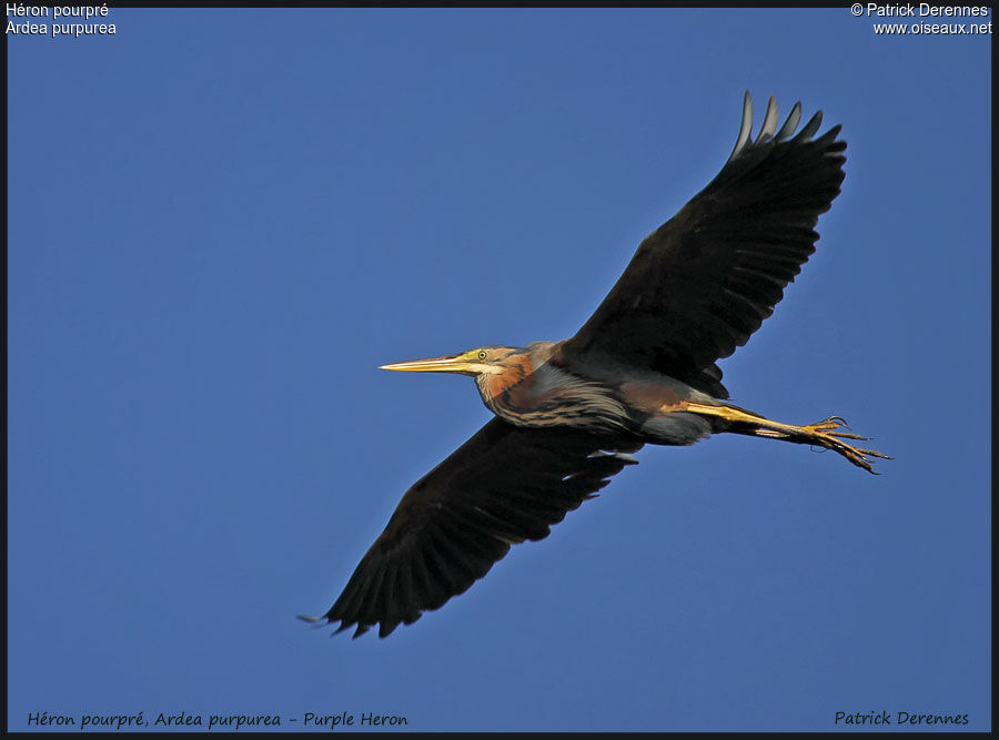 Purple Heron, Flight