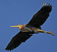 Purple Heron