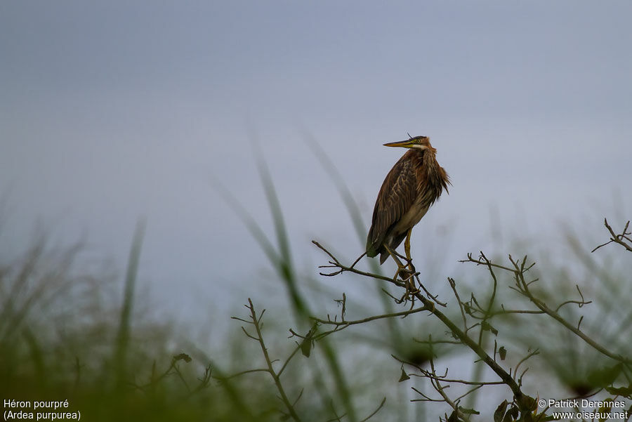 Purple Heron, identification