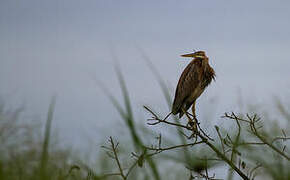 Purple Heron