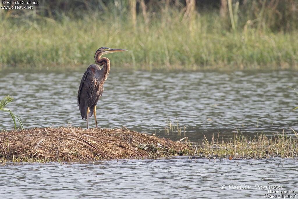 Purple Heron, identification, habitat