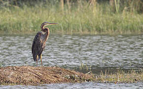 Purple Heron