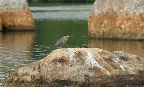 Striated Heron