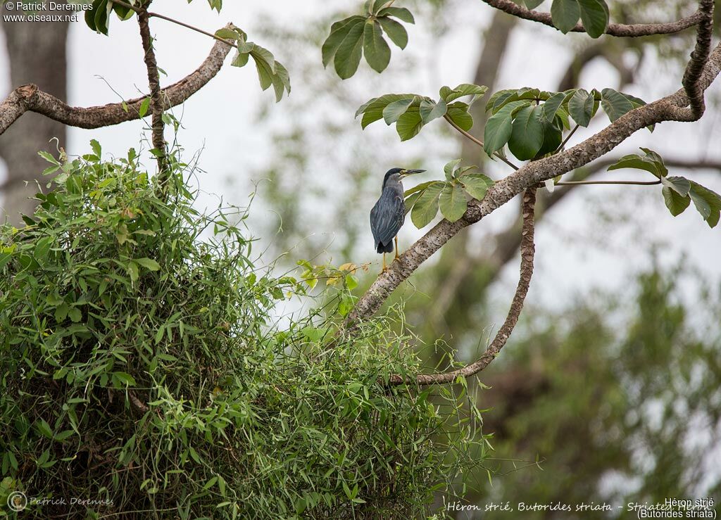 Héron strié, identification, habitat