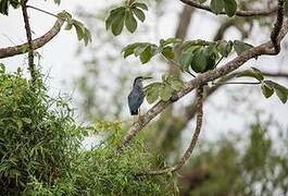 Striated Heron