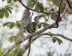 Striated Heron