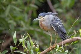 Striated Heron