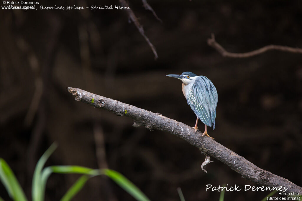 Striated Heron, identification, habitat