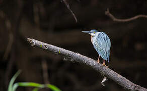 Striated Heron