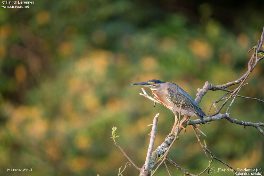 Striated Heron, identification, habitat