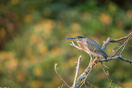 Striated Heron