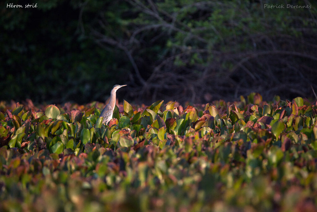 Striated Heron, identification, habitat