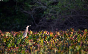 Striated Heron