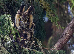 Hibou d'Abyssinie