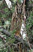 Long-eared Owl