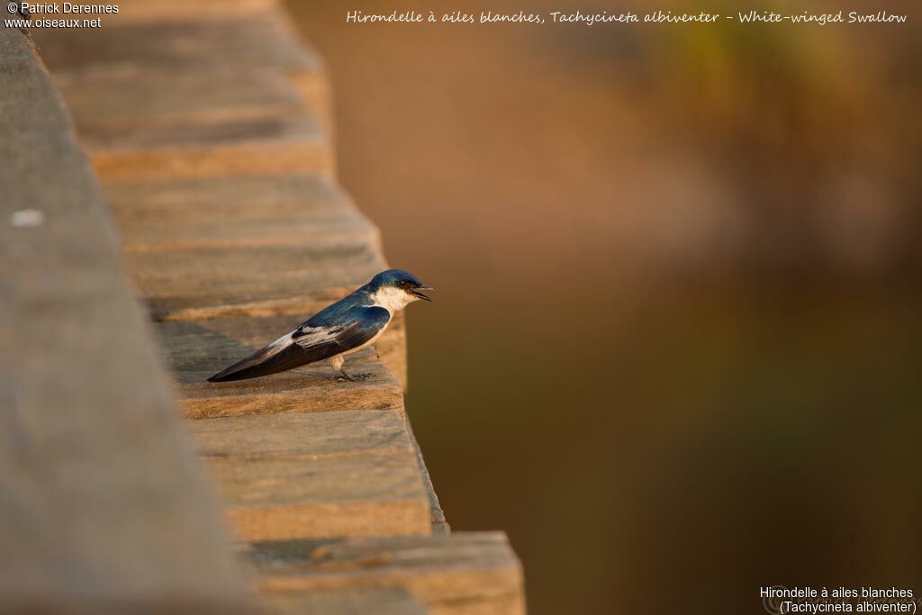 White-winged Swallow, identification