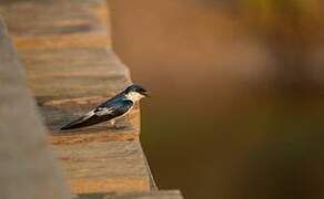 White-winged Swallow