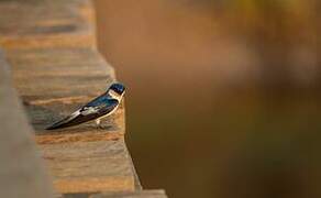 White-winged Swallow