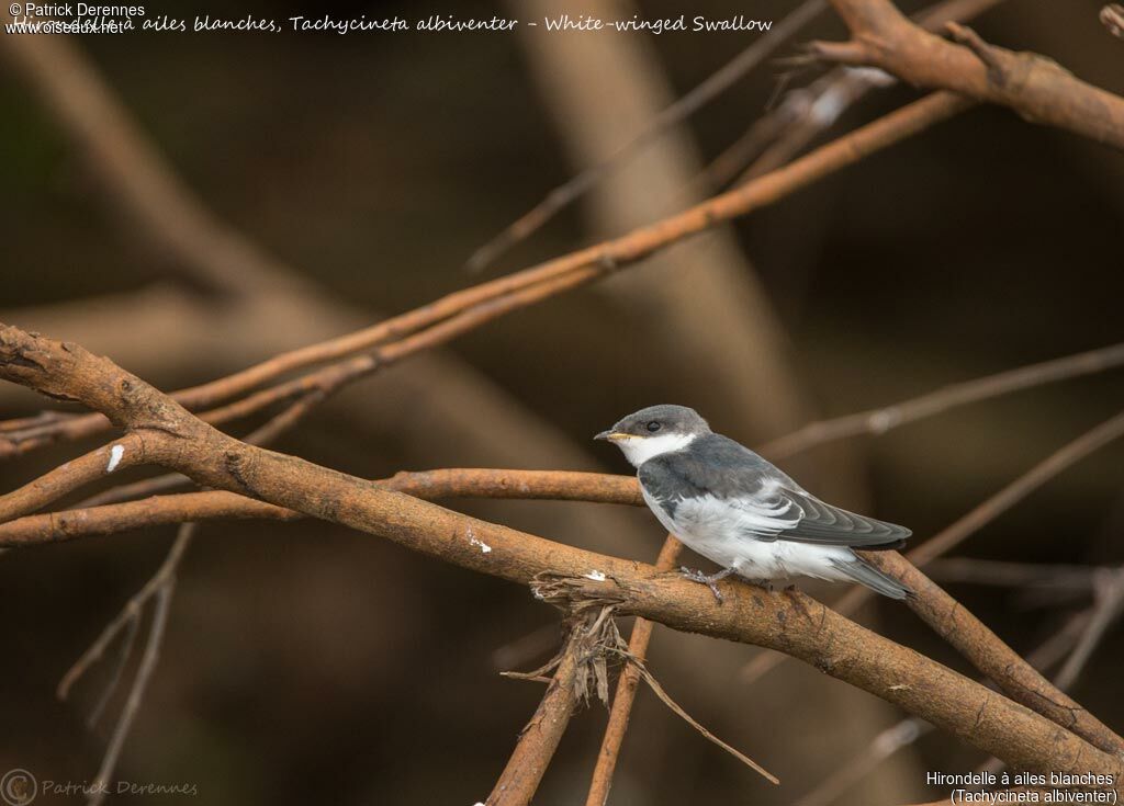 White-winged Swallowjuvenile, identification