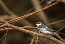 White-winged Swallow