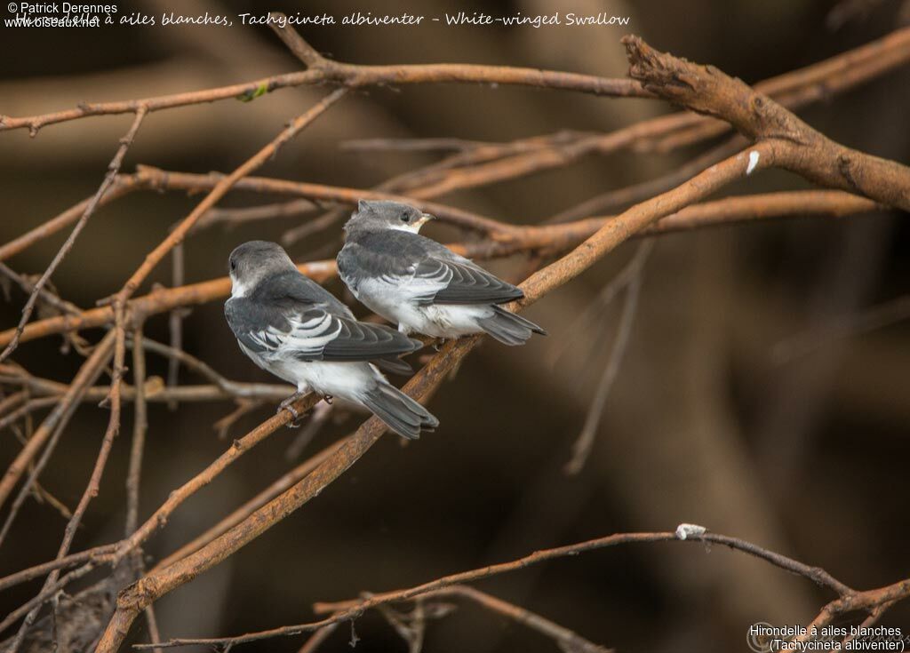 White-winged Swallowjuvenile, identification