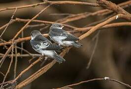 White-winged Swallow