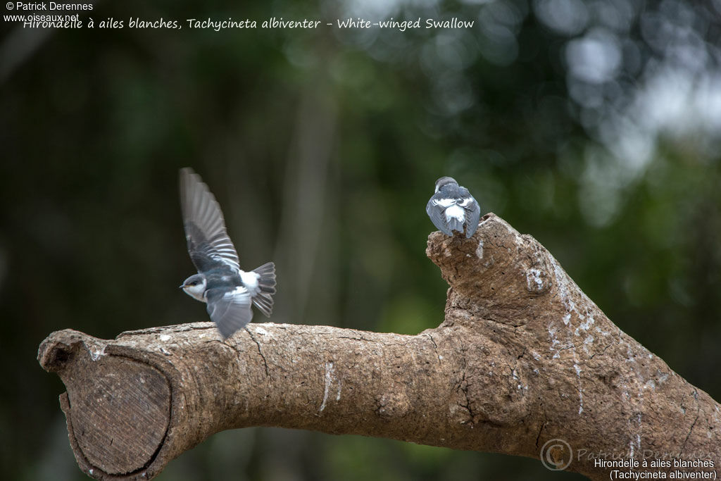 White-winged Swallow, Flight