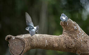 White-winged Swallow