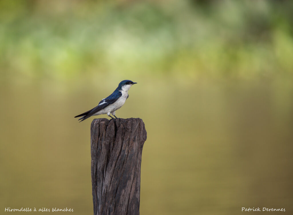 White-winged Swallow, identification, habitat