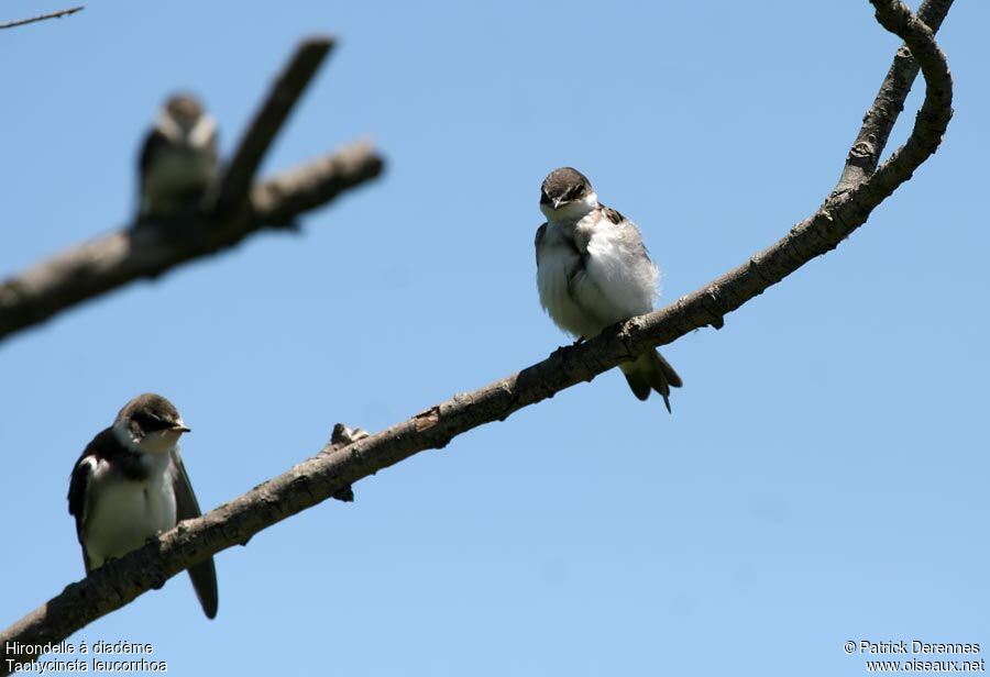 Hirondelle à diadème, identification