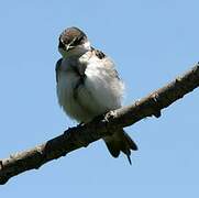 White-rumped Swallow