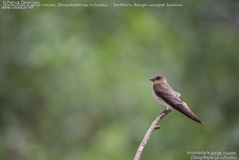 Southern Rough-winged Swallow, identification, habitat