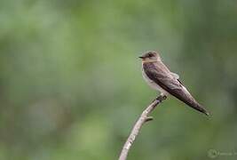 Southern Rough-winged Swallow