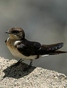 Wire-tailed Swallow