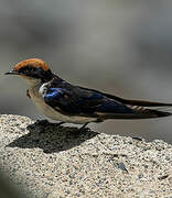 Wire-tailed Swallow