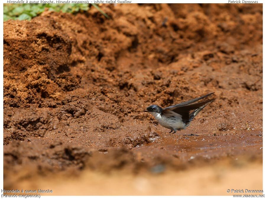 Hirondelle à queue blancheadulte, identification