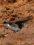 White-tailed Swallow