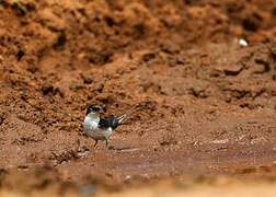 White-tailed Swallow