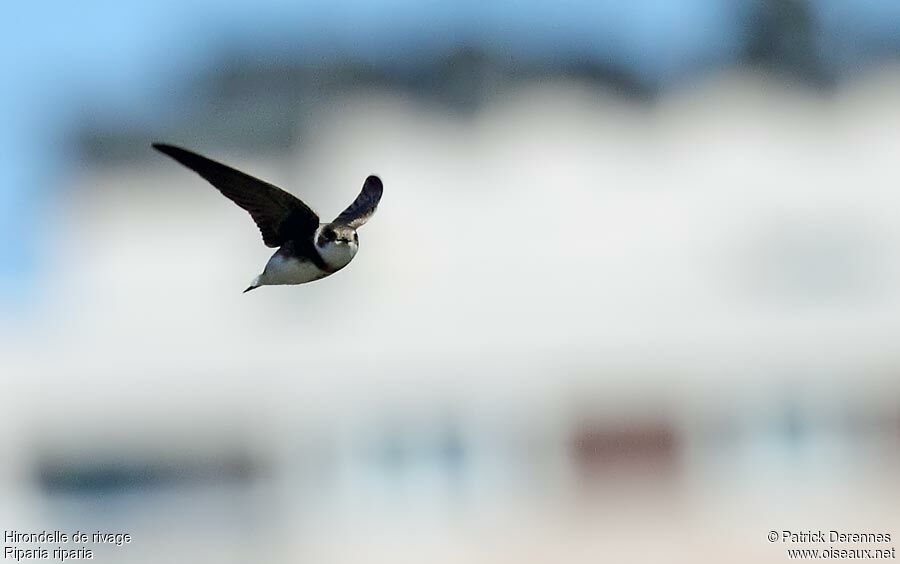 Sand Martinadult breeding, Flight