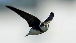 Sand Martin