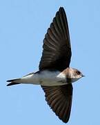 Sand Martin