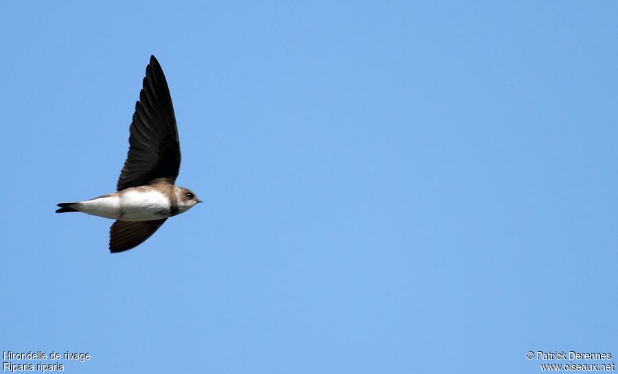 Sand Martinadult, Flight