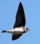 Sand Martin