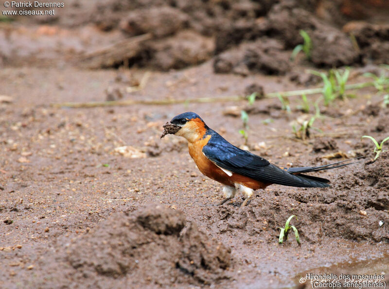 Mosque Swallow, identification, habitat, Reproduction-nesting