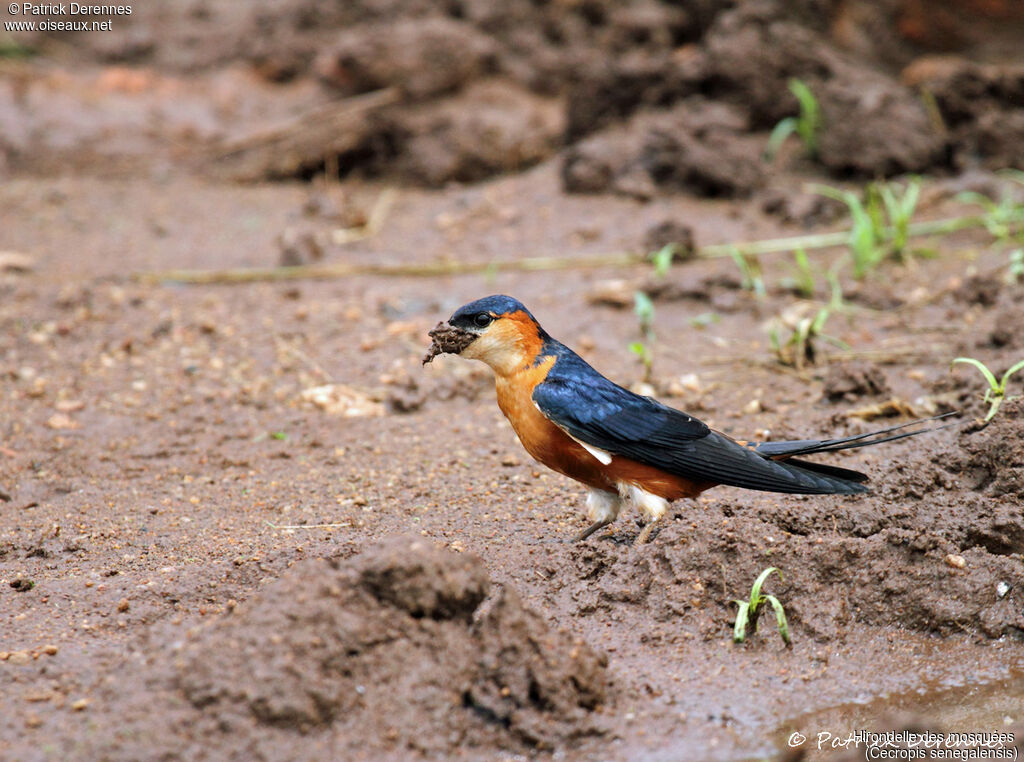 Hirondelle des mosquées, identification, habitat, Nidification