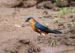 Mosque Swallow