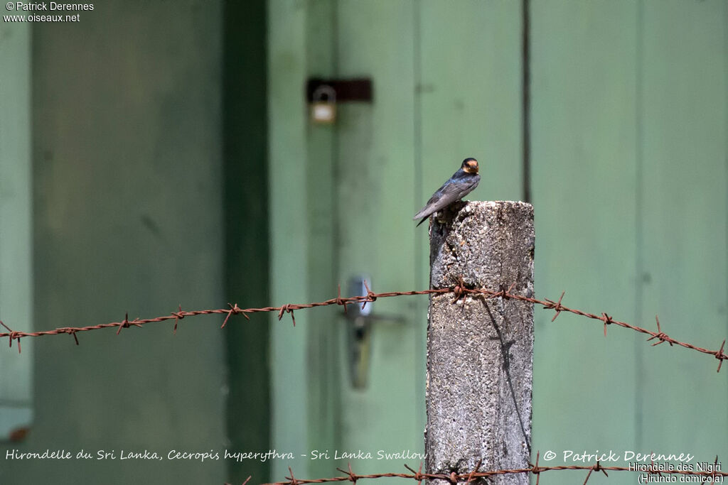 Hill Swallow, identification, habitat