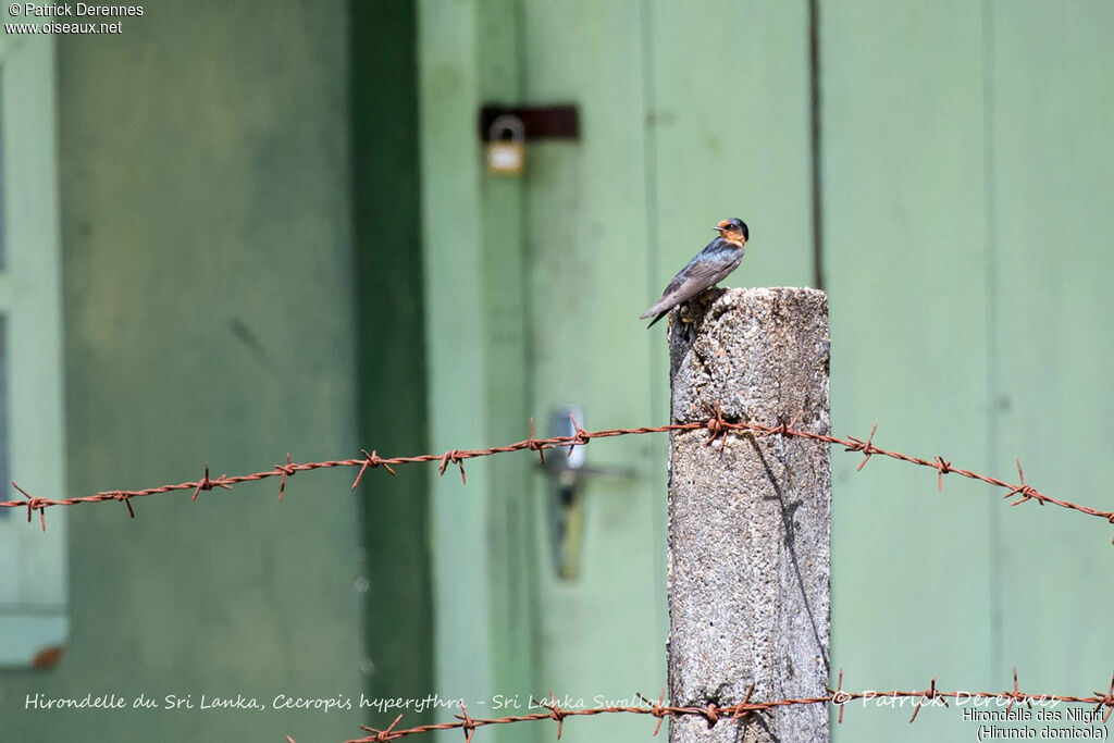 Hill Swallow, identification