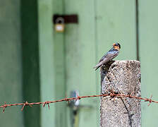 Hill Swallow